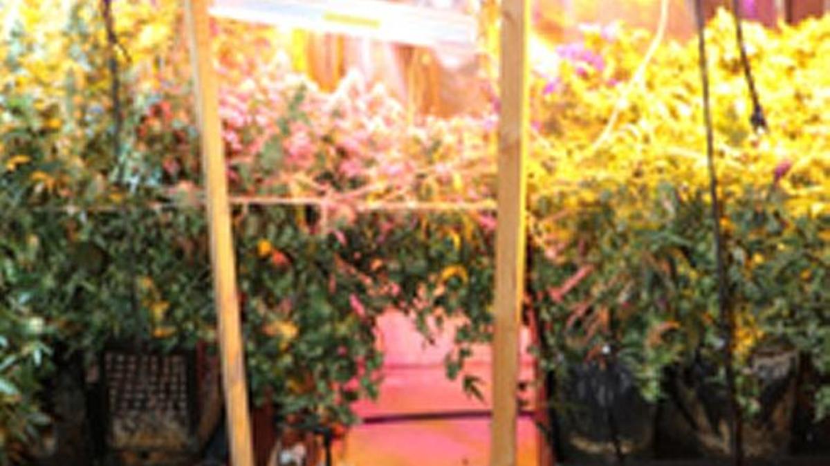A basement marijuana-growing operation on the Boise Bench was busted by the Ada County Sheriff’s Office last week.