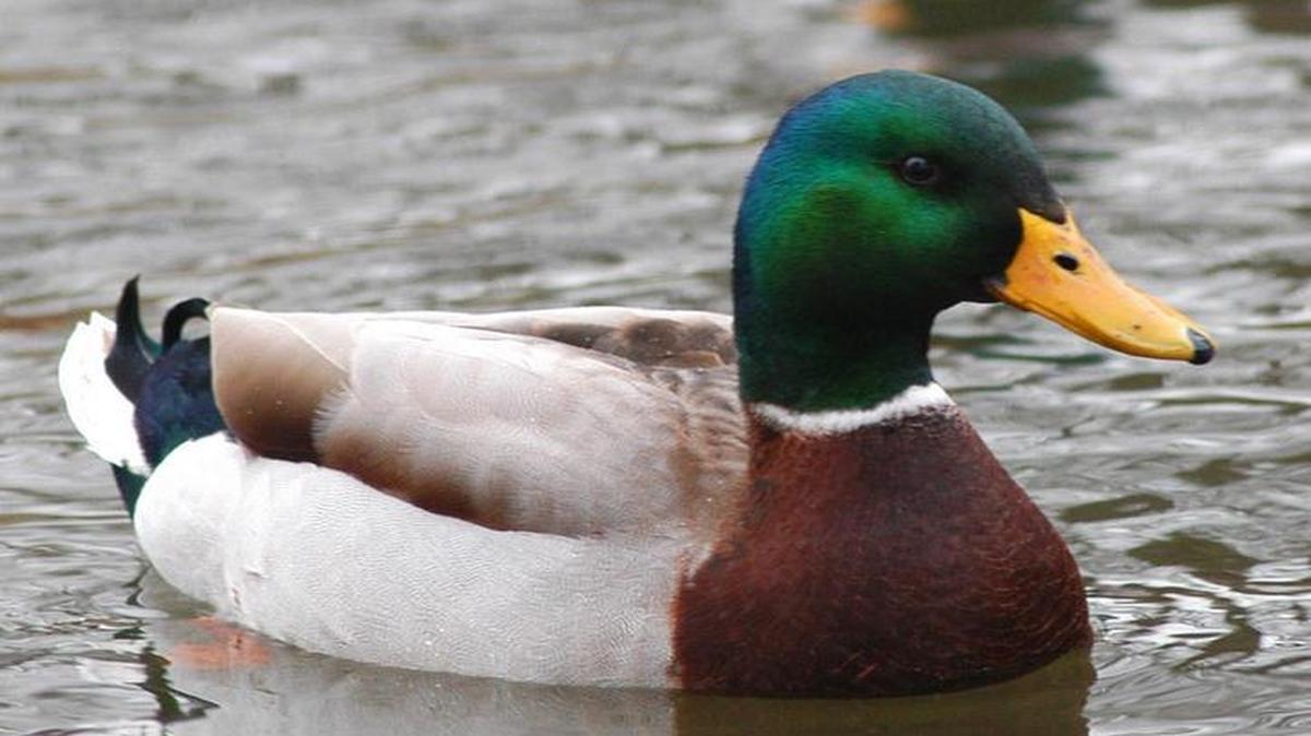 Two Mallard ducks rest in a pond at Ann Morrison Park in Boise.