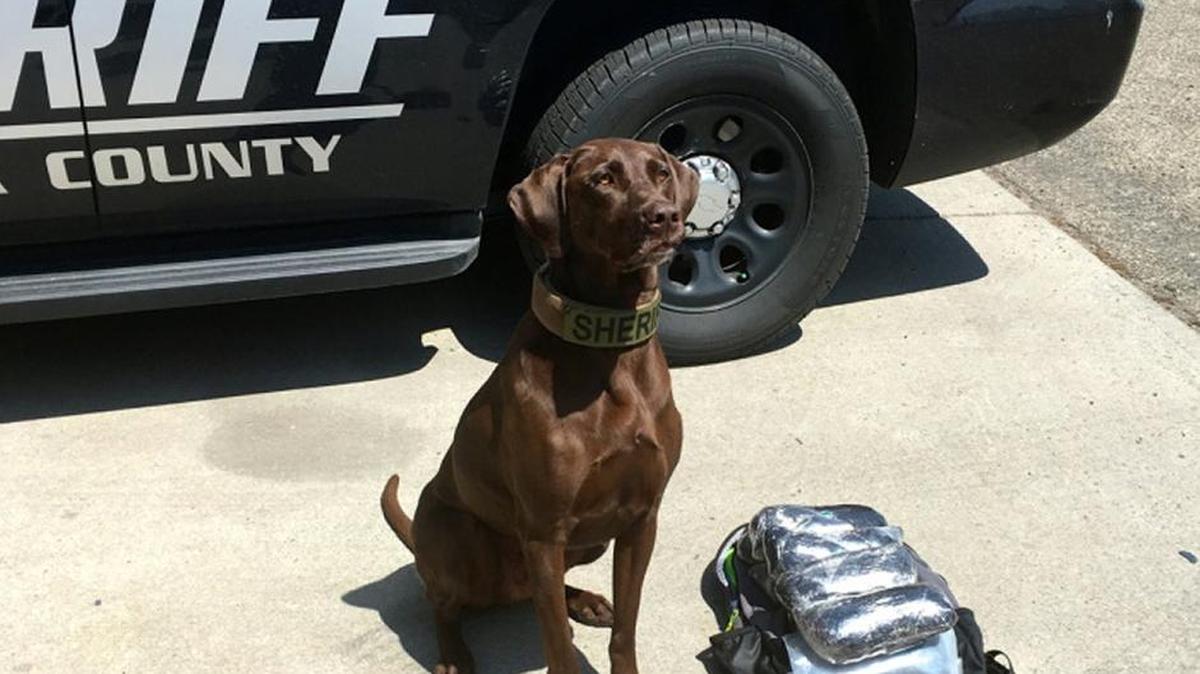 The arresting deputy had his K-9 search with him at the time of the traffic stop, and the dog found about 10 pounds of methamphetamine.