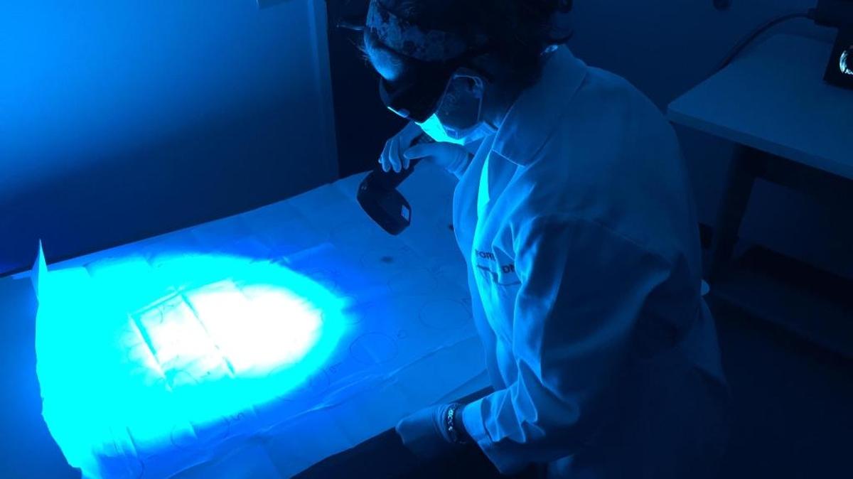 A forensic DNA scientist uses an alternative light source to look for biological evidence.