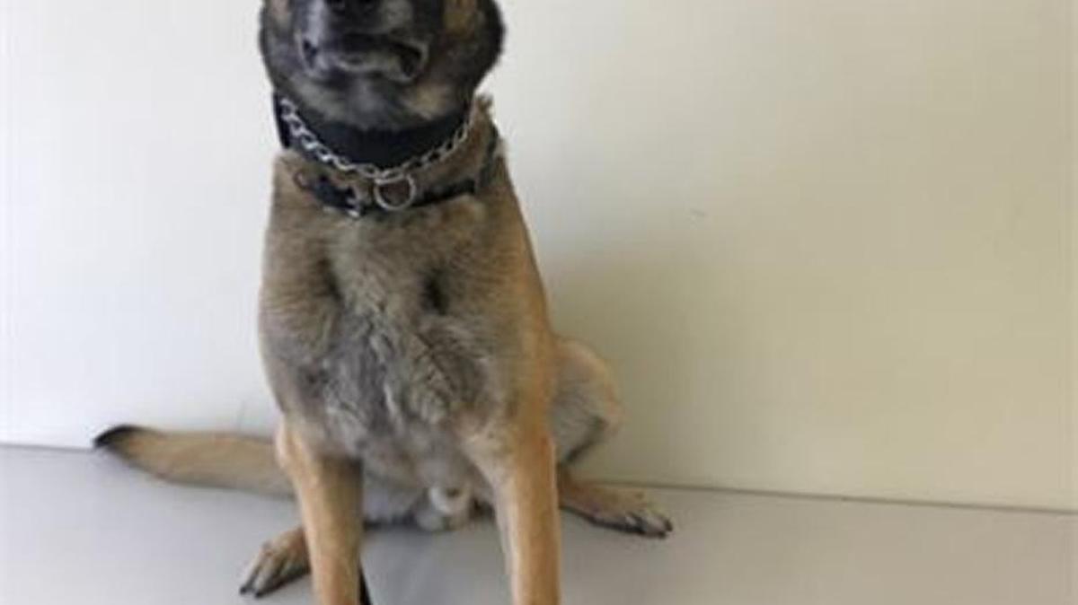 Police K9 Rosco