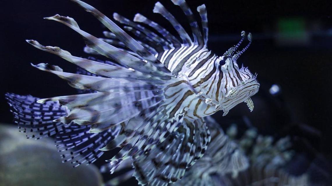 Lion fish at the Aquarium of Boise in Boise. The aquarium, formerly known as Idaho Aquarium, is under new ownership following the indictment and conviction of its co-founders Ammon Covino and Chris Conk.