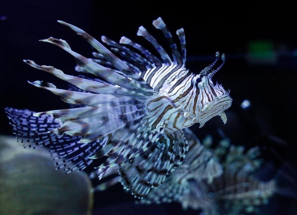 Lion fish at the Aquarium of Boise on Cole Road in Boise. The aquarium, formerly known as Idaho Aquarium, is one tenant in a warehouse that would be razed under a developer’s proposal to build apartments on the site.