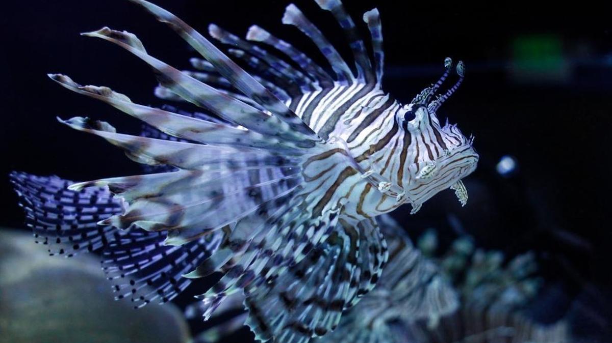 Lion fish at the Aquarium of Boise on Cole Road in Boise. The aquarium, formerly known as Idaho Aquarium, is under new ownership following the indictment and conviction of its co-founders Ammon Covino and Chris Conk in 2013.