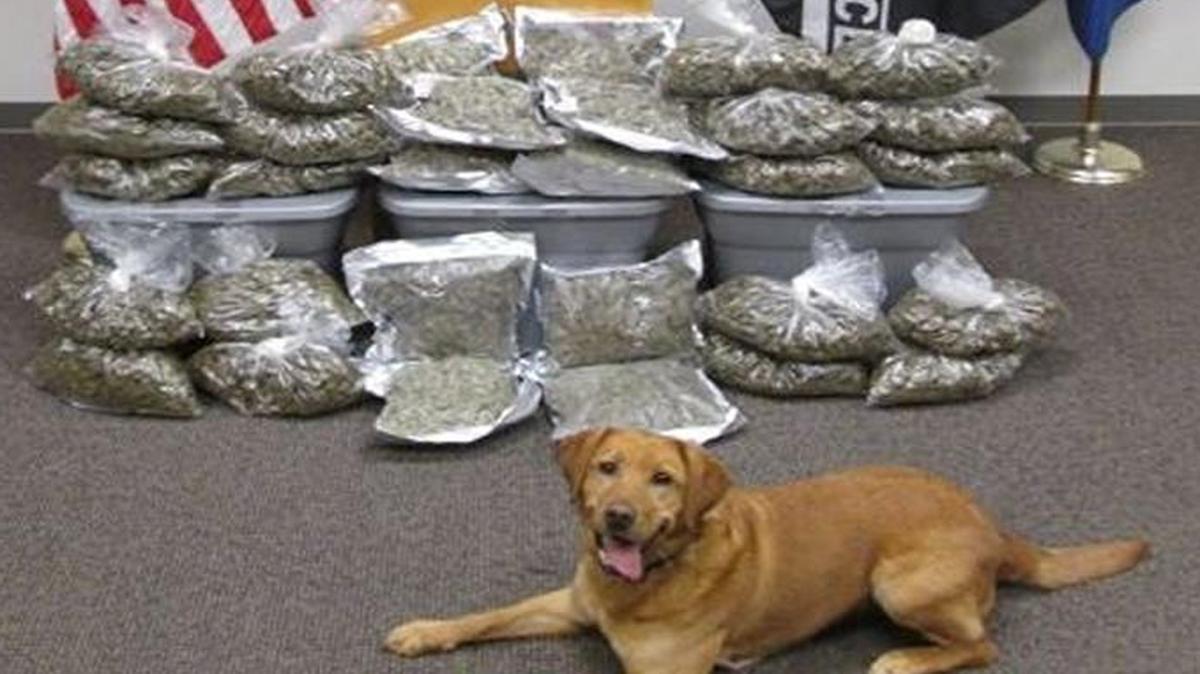 Doc, a K9 with the Ada County Sheriff’s Office, poses with the 32 pounds of marijuana he helped discover after a traffic stop on Interstate 84 east of Boise.
