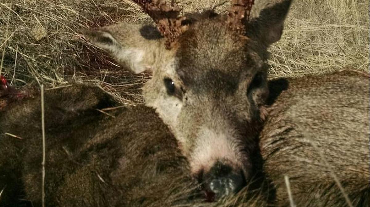 A Fish and Game officer took this photo of a mule deer poached near Arrowrock Dam over the weekend.