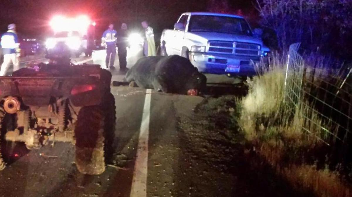 The downed bull lies on the road and bleeds out just beyond the family’s ATV on U.S. 95. The emergency responders in the background are unidentified. The body of Jack Yantis was on the road to the left at the time.