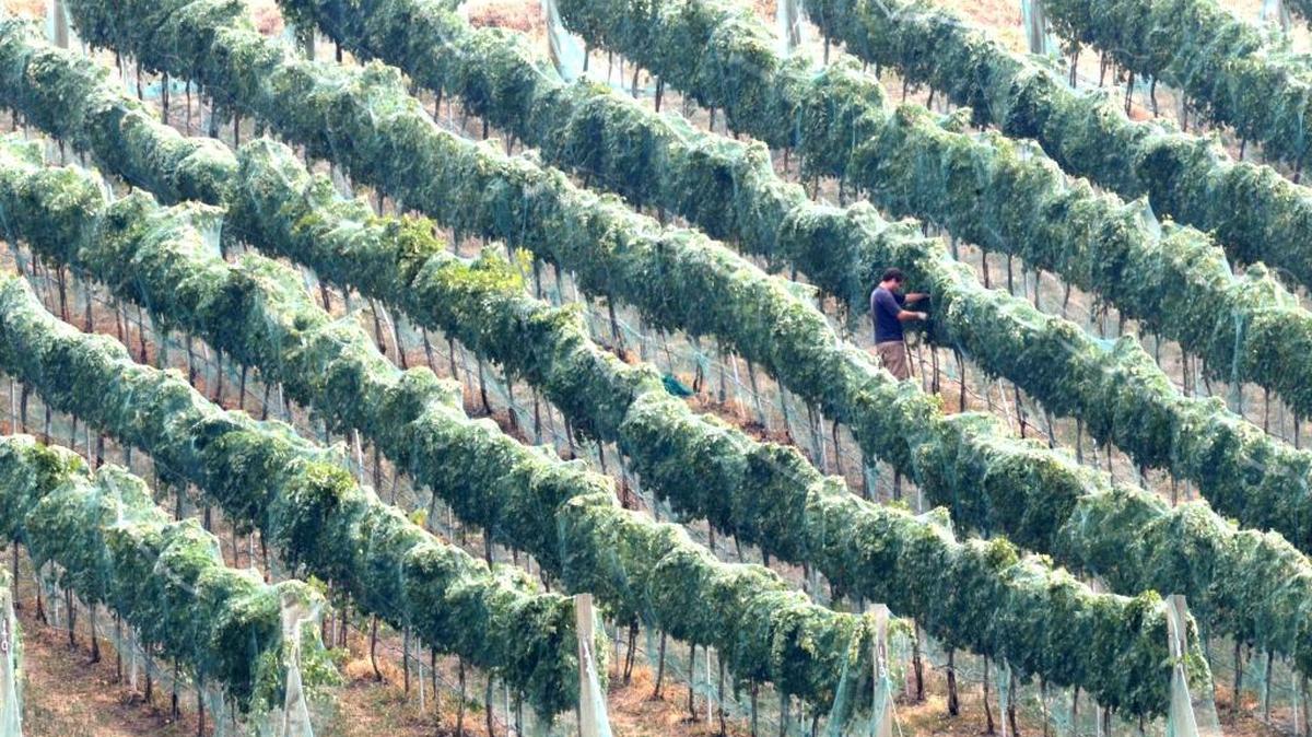 As any farmer will tell you, the work never seems to be done, including working the long rows of grape vines at the Colter’s Creek Vineyard near Juliaetta.