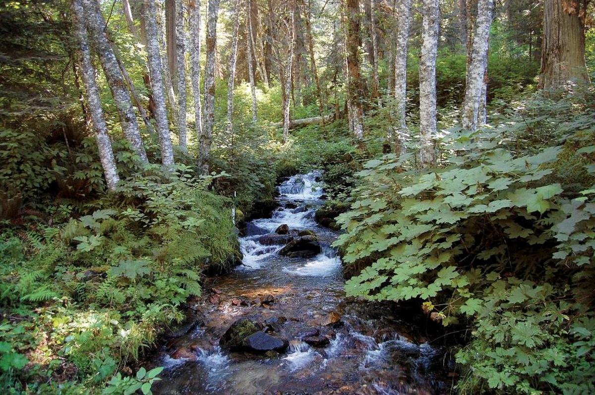 Fern creek tumbles out of the Bitterroot Mountains on the Nez Perce-Clearwater National Forest. Idaho’s high elevation streams are expected to warm with climate change but still remain cool enough for cold water species like cutthroat and bull trout.