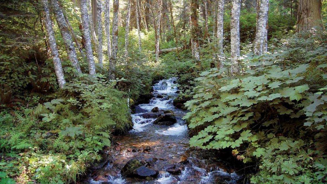 Fern creek tumbles out of the Bitterroot Mountains on the Nez Perce-Clearwater National Forest. Idaho’s high elevation streams are expected to warm with climate change but still remain cool enough for cold water species like cutthroat and bull trout.