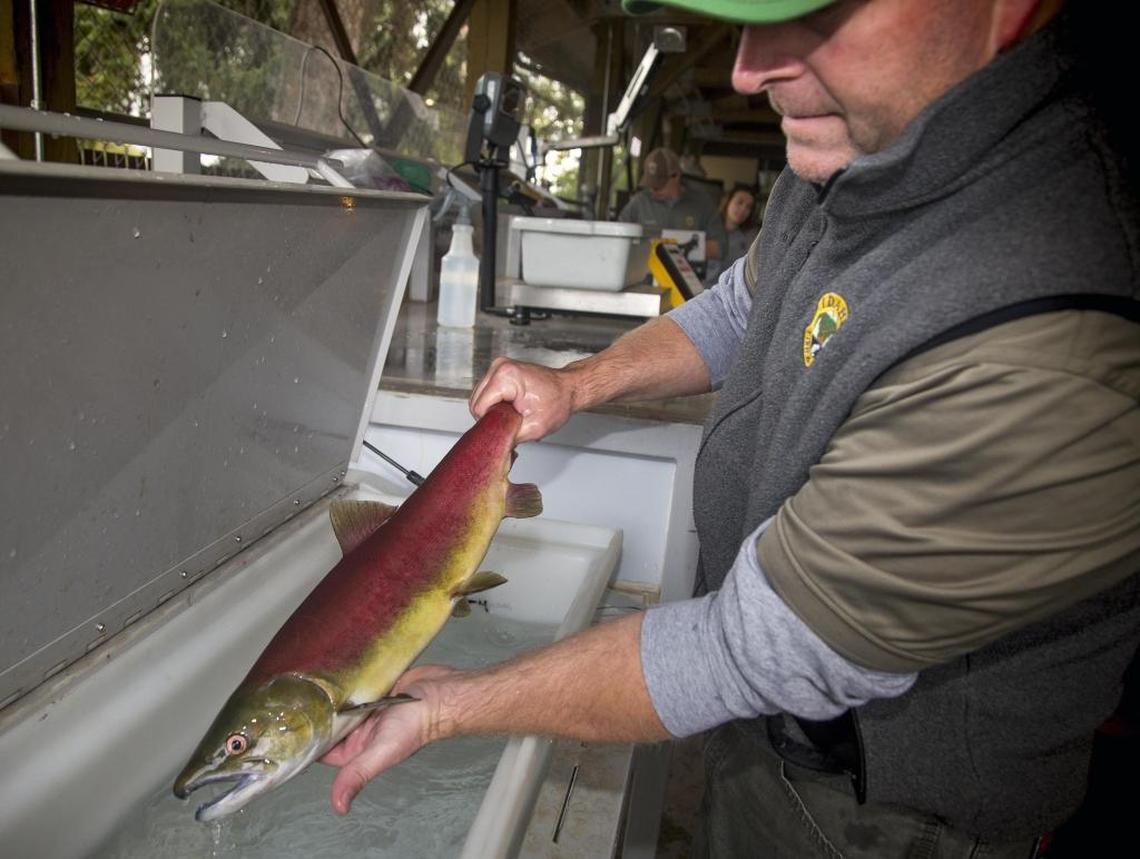 Travis Brown, assistant manager of Idaho Fish and Game’s Eagle Fish Hatchery, removes a sockeye salmon from a sedation cooler as a team catalogs data in September. Sixteen sockeye were transported from their spawning run near Redfish Lake as part of this program.