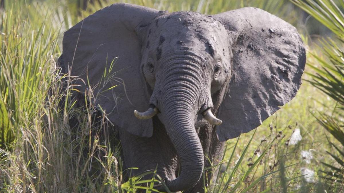 The zoo’s conservation fund has supported a number of conservation projects around the world. The fund recently passed the $2 million mark.