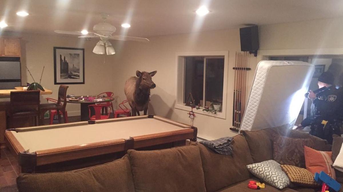 Officers from Idaho Fish and Game needed 2 ½ hours to steer this elk cow out of a Hailey house after it fell into a basement bedroom through a window well. This photo was taken about 2 a.m. Wednesday.