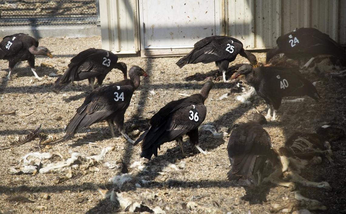 Social bonds of the condors are critical to their survival. At The Peregrine Fund, juveniles are put into groups, mentored by adults, until they are ready to be released into the wild. Every condor in the world has a wing tag with a number that is recorded in a universal stud book.