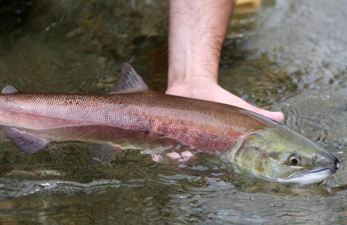 A Snake River sockeye salmon after its long migration back from the Pacific Ocean to Redfish Lake Creek in Idaho.