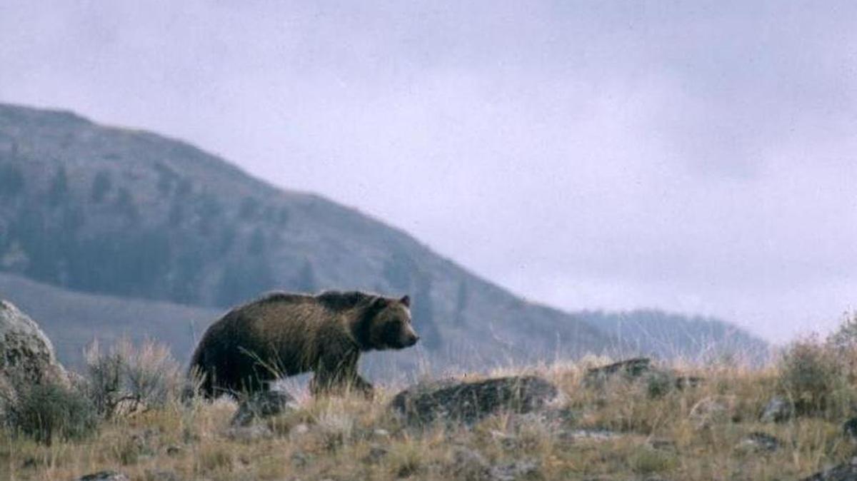 A grizzly bear pictured in Montana. Grizzly bears have rebounded from widespread extermination across the Northern Rockies over the past several decades.