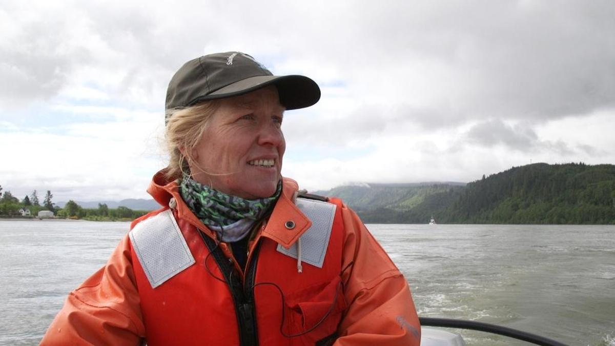 Biologist Laurie Weitkamp and other researchers are hoping to discover clues to salmon survival by analyzing the blood of young fish in the Columbia River estuary.