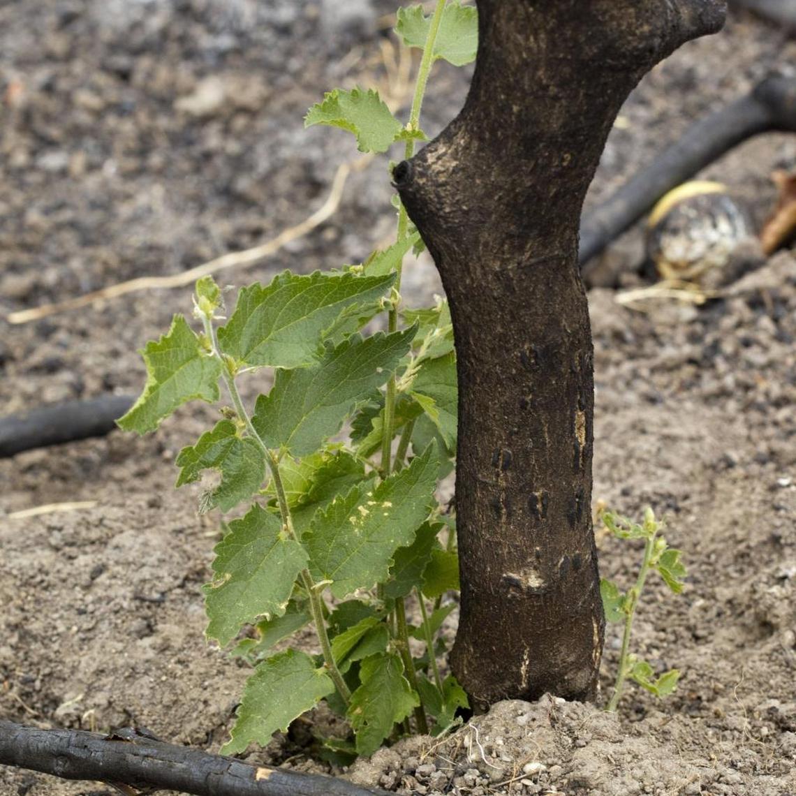 Hackberry: Long-lived, tough native tree. Provides food and shelter for wildlife.