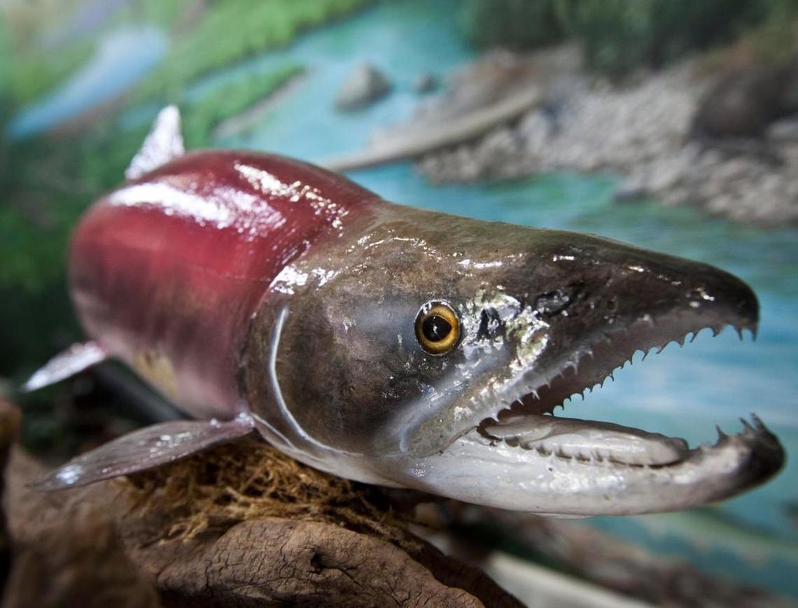 Lonesome Larry, the only sockeye salmon to return from the ocean to Idaho’s Redfish Lake in 1992, remains on display at the MK Nature Center in Boise.