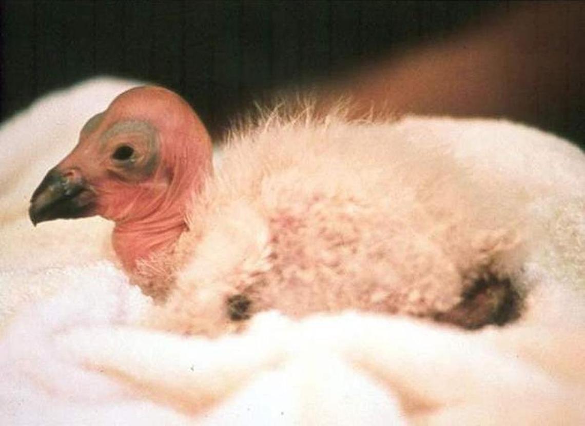 A condor chick, 42 hours old.
