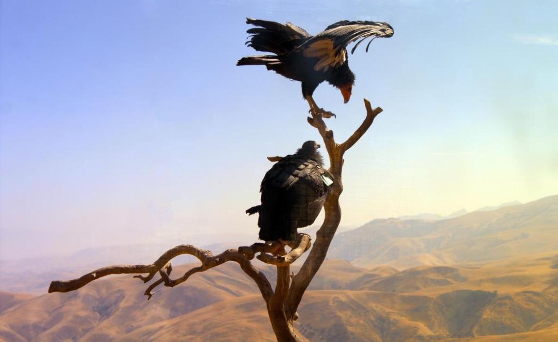 Wild adult and juvenile California condors hang out at the release site at Bitter Creek National Wildlife Refuge in the foothills of San Joaquin Valley, California. While The Peregrine Fund manages the release site in Vermilion Cliffs, Arizona, condors raised in Boise are released at other sites too, to keep the genetics diverse.