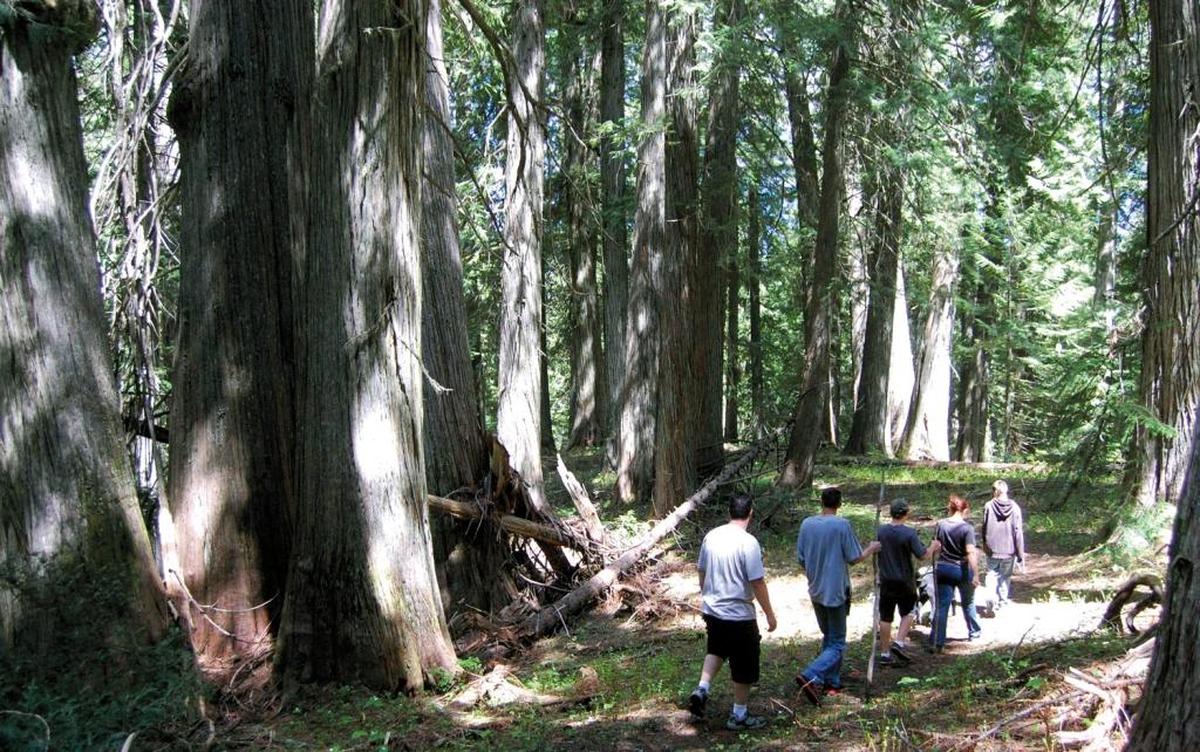 A family hikes through an ancient grove of cedar trees in North Idaho. Trees like western red cedar and western white pine are better poised to withstand changing conditions due to climate change.