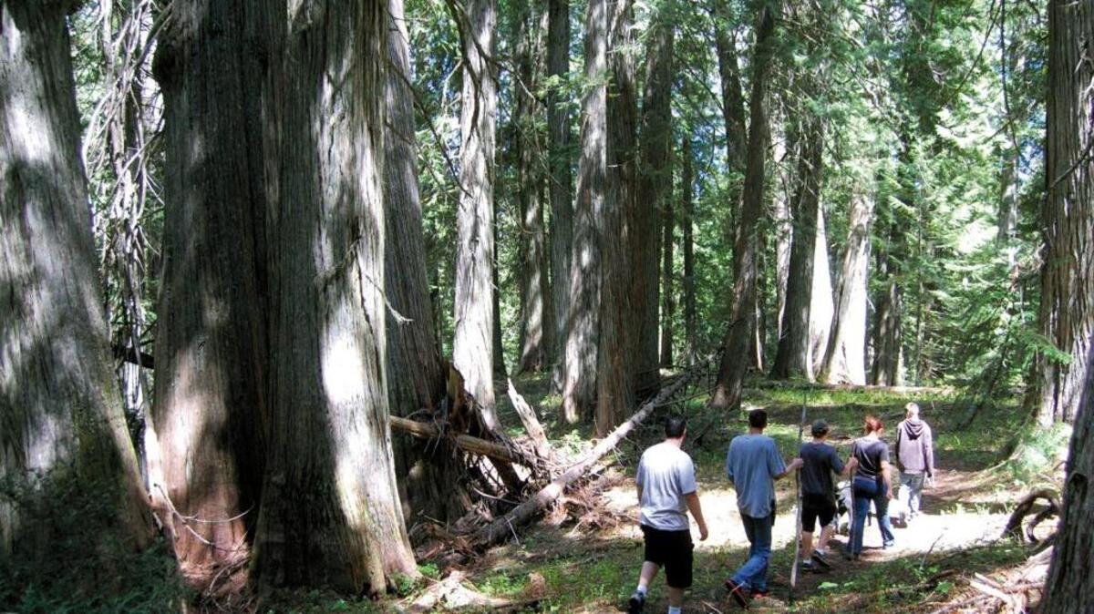 A family hikes through an ancient grove of cedar trees in northern Idaho. Trees like western red cedar and western white pine are better poised to withstand changing conditions due to climate change.