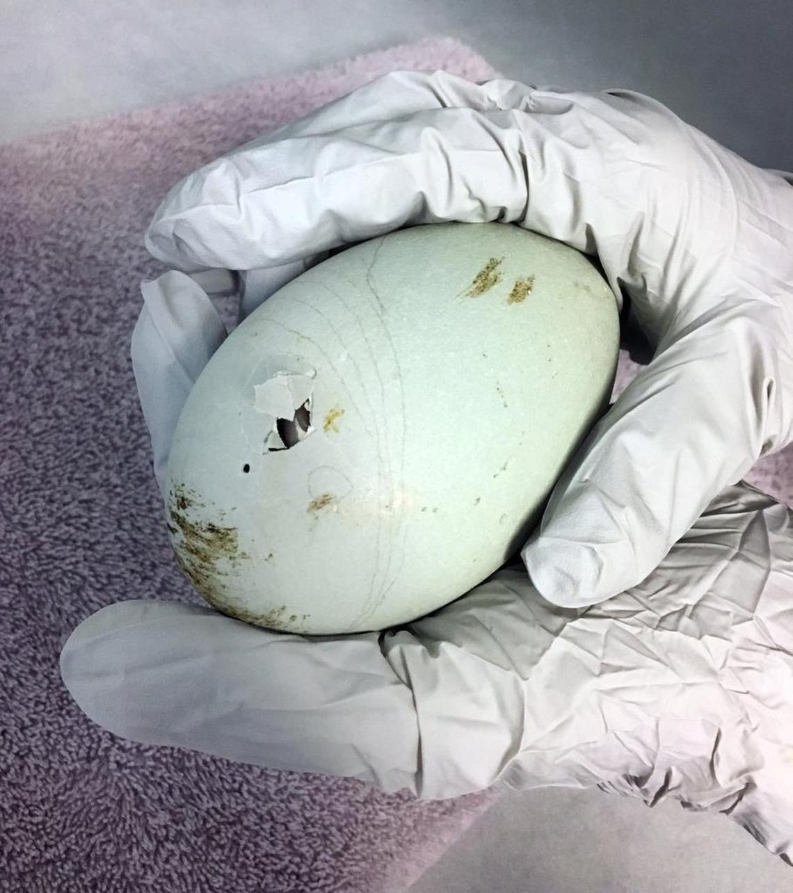 Condor eggs are removed from the nest and incubated until the chicks take their egg teeth and crack the shells, a process called pipping. Chicks pip at around 54 days and hatch about three days later.