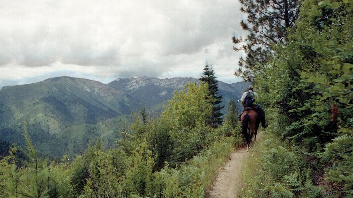 A rider makes his way up a trail in the Weitas-Bighorn roadless area in the Clearwater portion of the Nez Perce-Clearwater National Forest. Protecting large swaths of habitat like roadless and wilderness areas is seen as a key action that can help Idaho wildlife weather climate change.