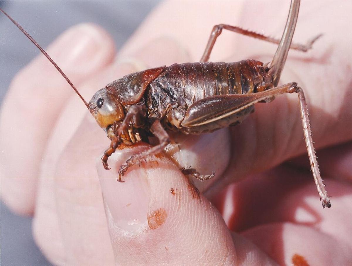Farmers in the U.S. West face a creepy scourge every eight years or so: Swarms of ravenous insects that can decimate crops and cause slippery, bug-slick car crashes as they march across highways and roads. The 2017 swarms are affecting Idaho, Oregon, and other Western states.