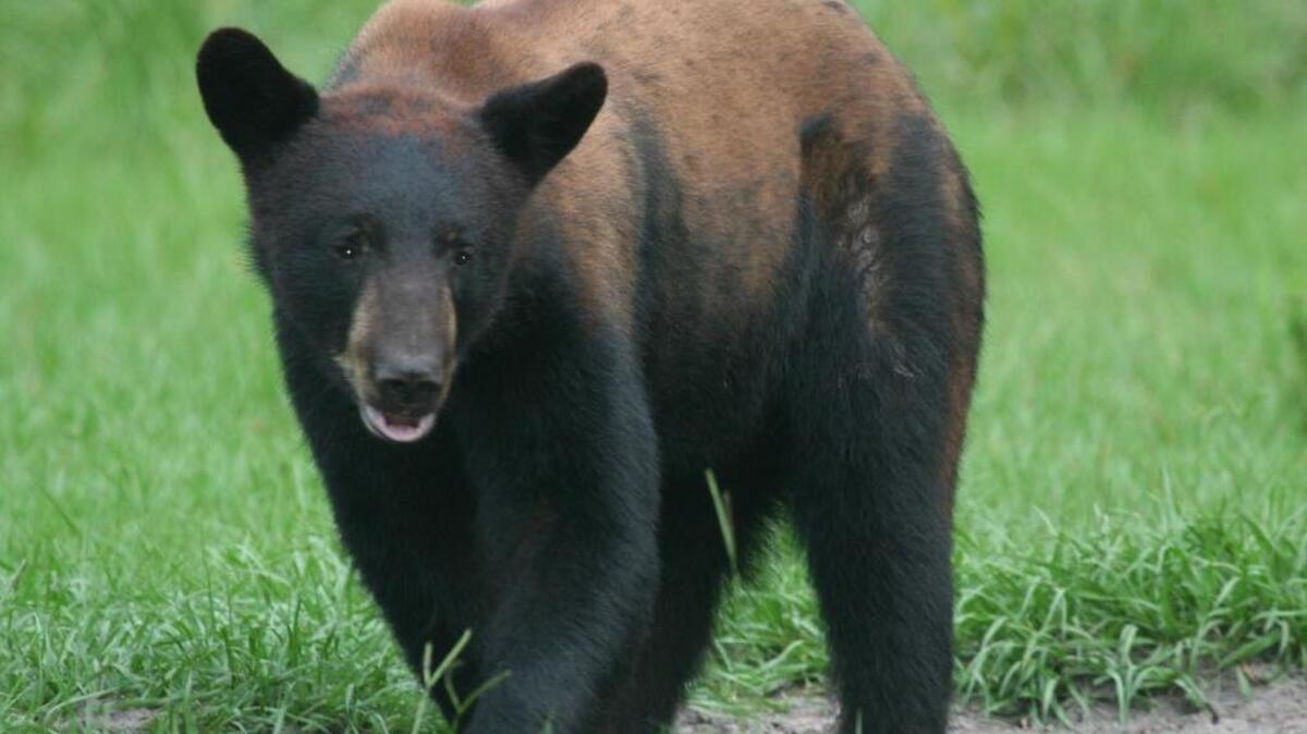 A man was mauled by a bear near the Clear Creek area in Boise County on Sunday.