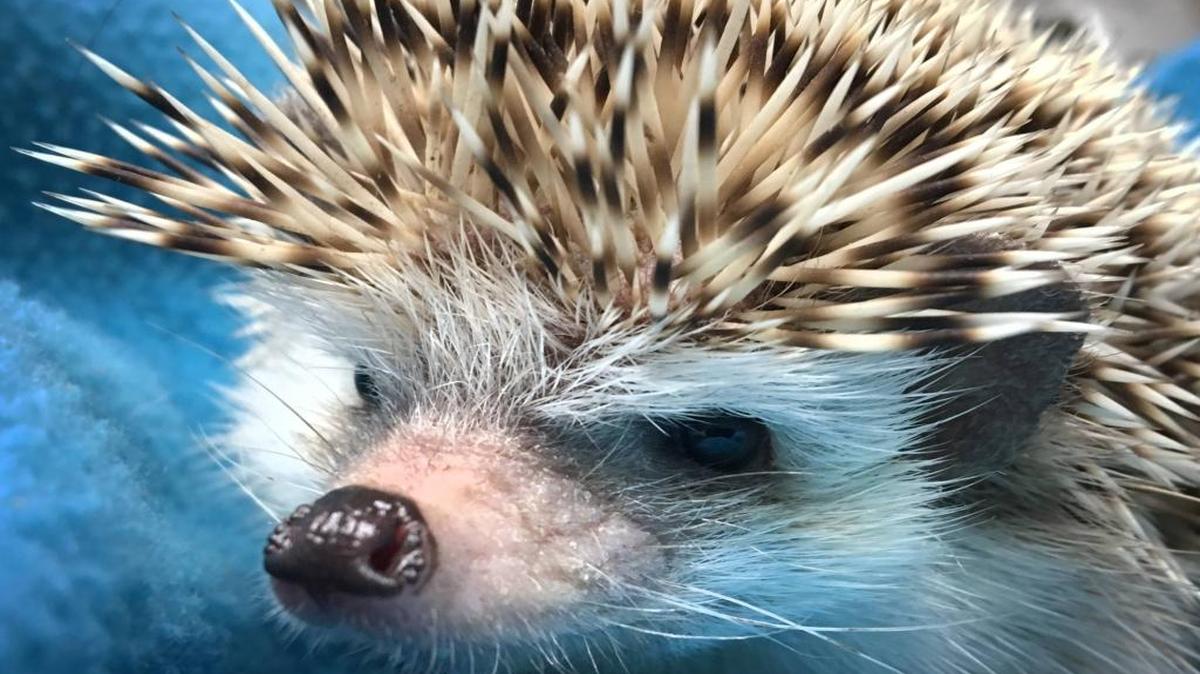 Lucky Peak Dam and Lake rangers found this abandoned hedgehog Thursday afternoon at Barclay Bay.