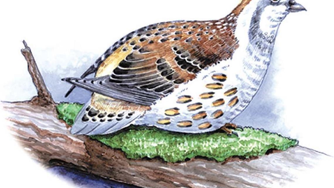 An illustration of a bobwhite quail by Ric Thornton.