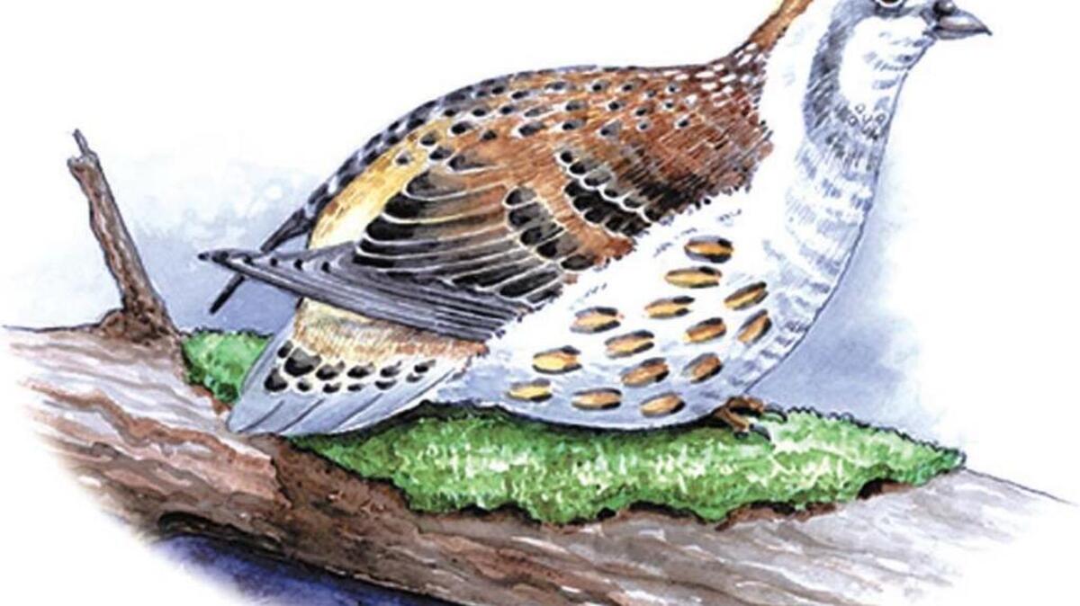 An illustration of a bobwhite quail by Ric Thornton.