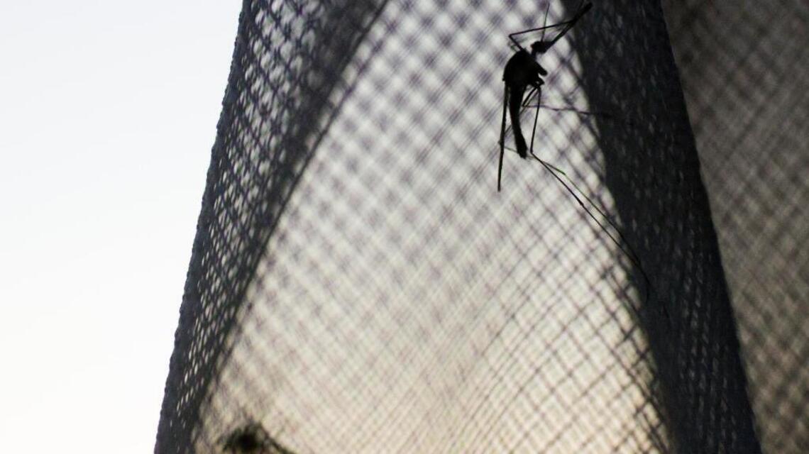 Do the mosquitoes at Boise recreation sites hurt more? Here’s why that’s a good thing