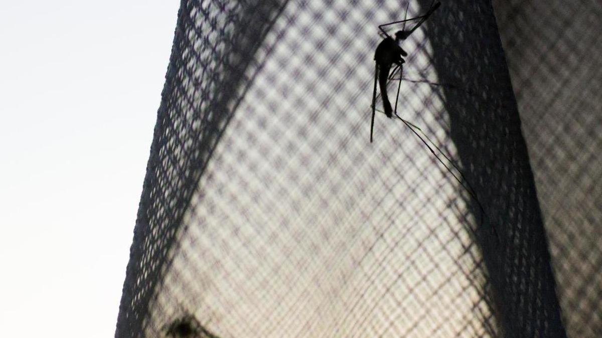 While mosquito populations in Ada County are low this year, some bites hurt more than others.