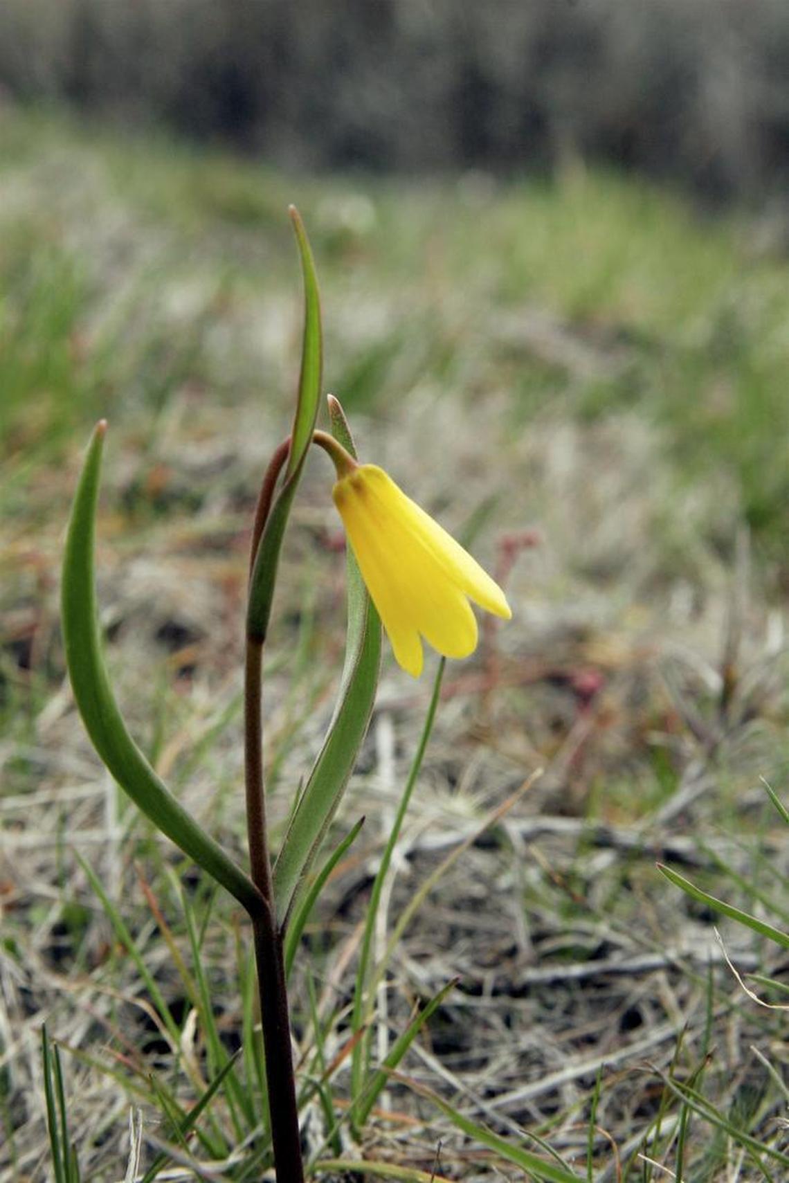 Yellow bells are one of the earliest wildflowers to pop out of the ground in the Boise Foothills, typically in March and April.