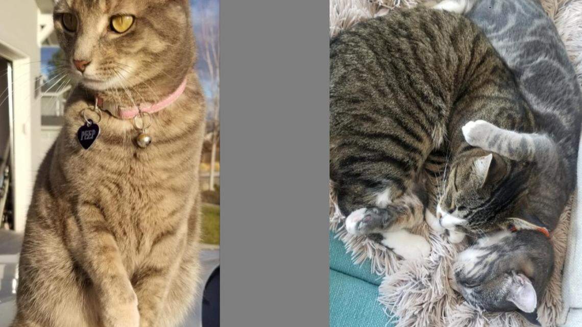 Carrie Goeddertz has long worked on the feral cat problem in Garden City, helping rescue some and control the population.