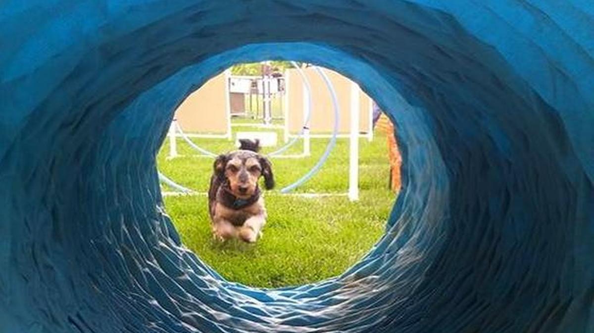 Watch doggy bellies graze the grass at the Doxie Show and Stroll on Saturday, June 3, at Winstead Park.