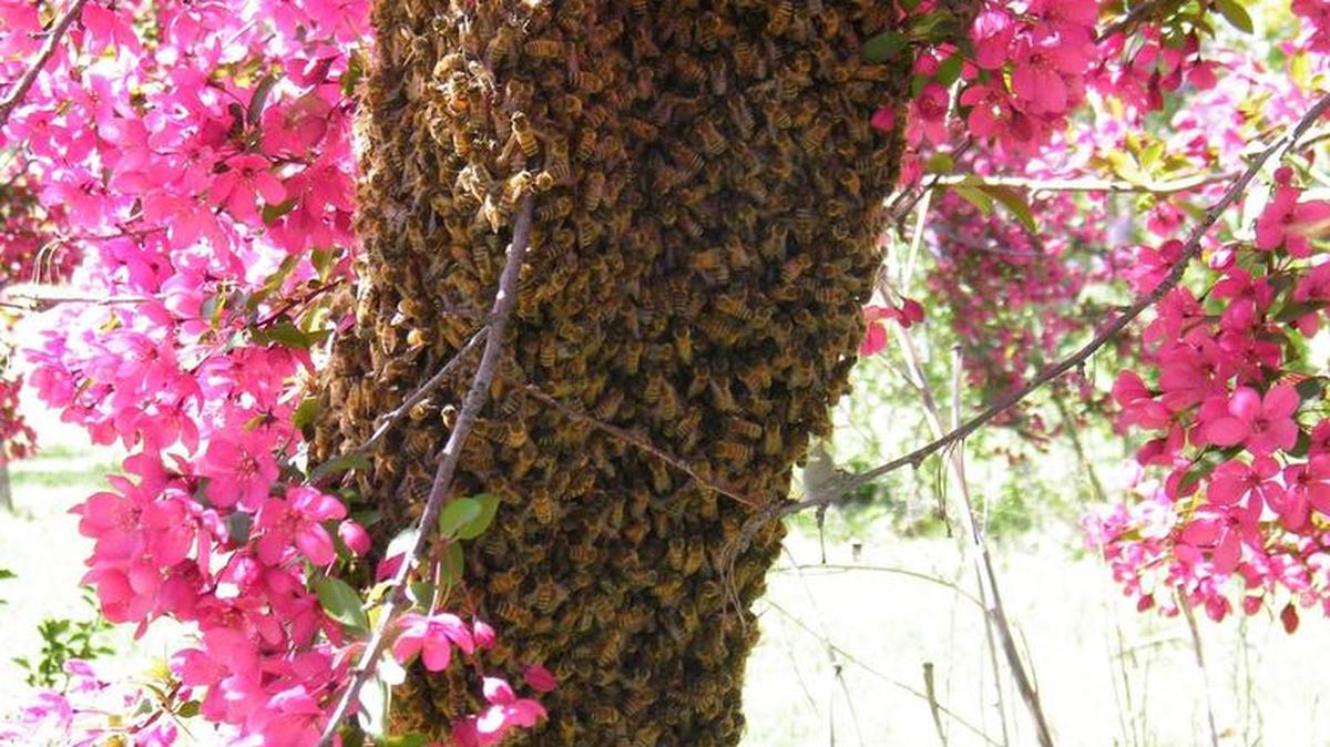 Got a swarm? Contact the Treasure Valley Beekeepers Club to have it removed for free.