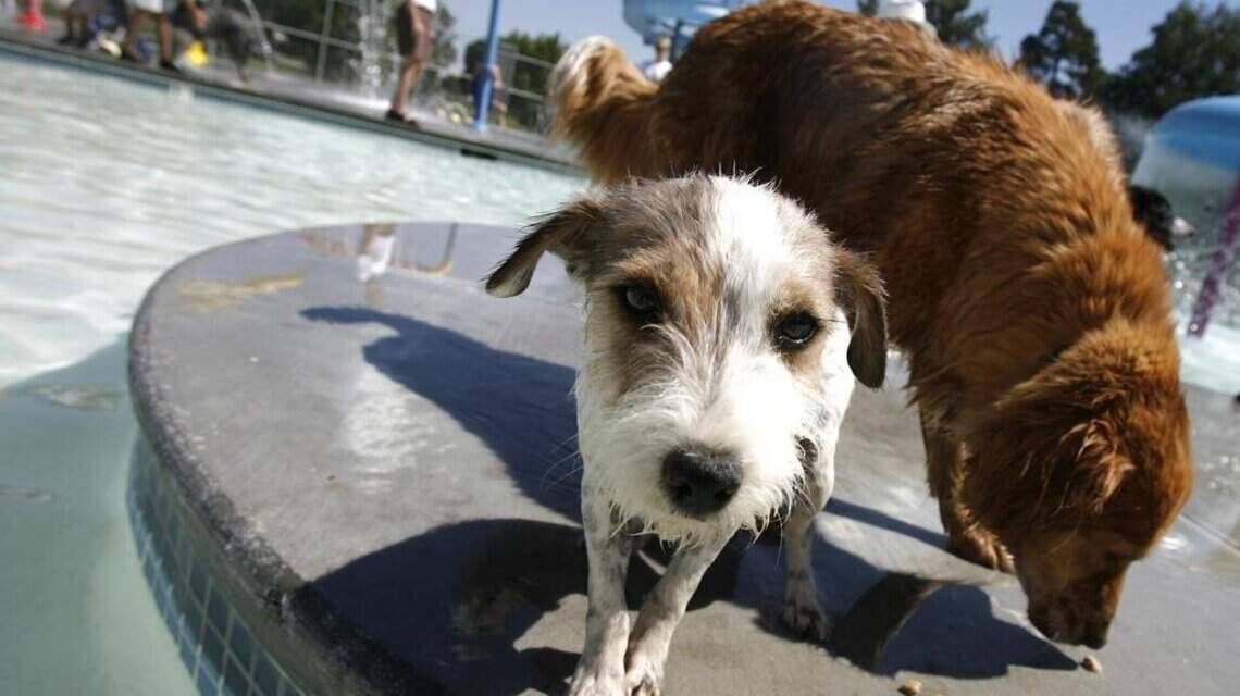 Cool off your pooch at annual walk, dog swim party that supports Nampa’s dog parks