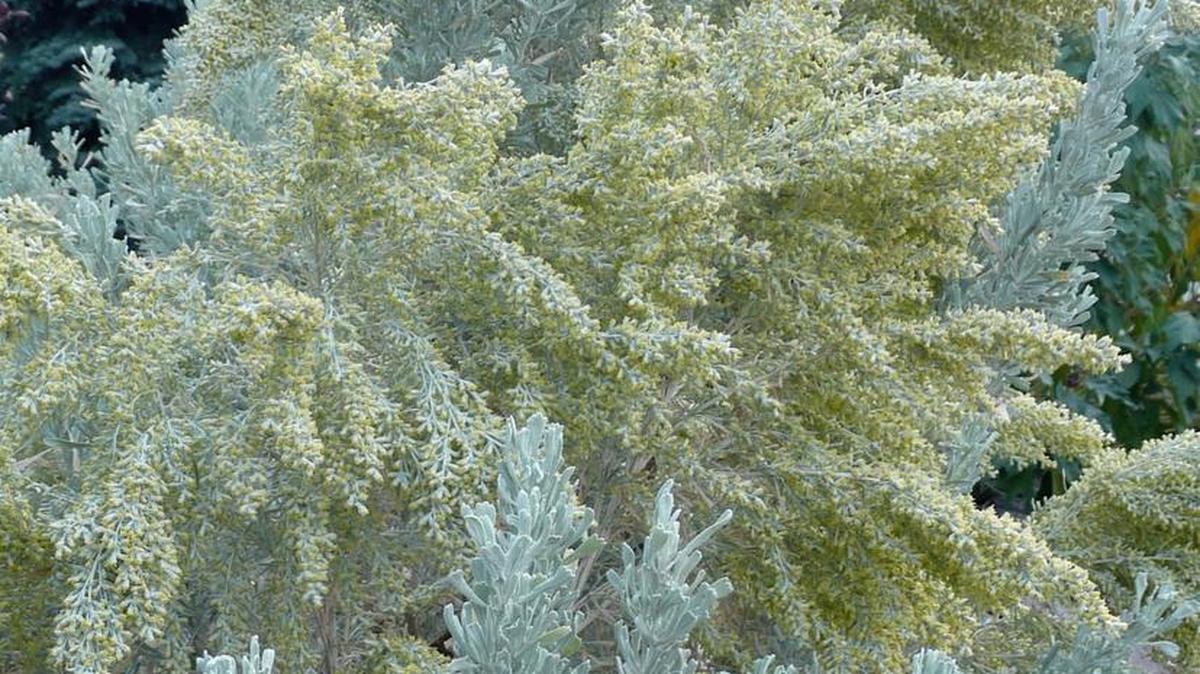 Sagebrush, a native key to wildlife habitat, needs your help. Volunteers have begun seed collecting to restore burned landscapes.