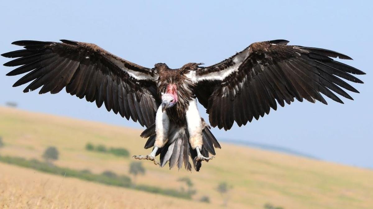 Endangered lappet-faced vulture.