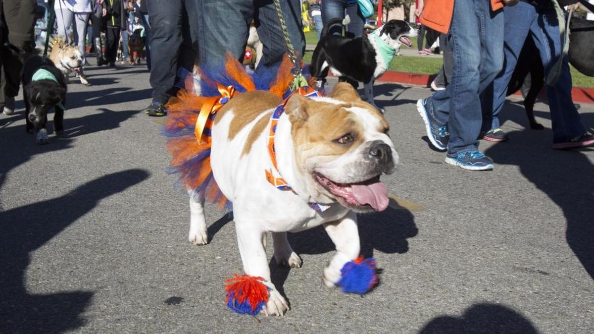 Dogs will drag their human companions to See Spot Walk on Saturday, Oct. 7, at Julia Davis Park.