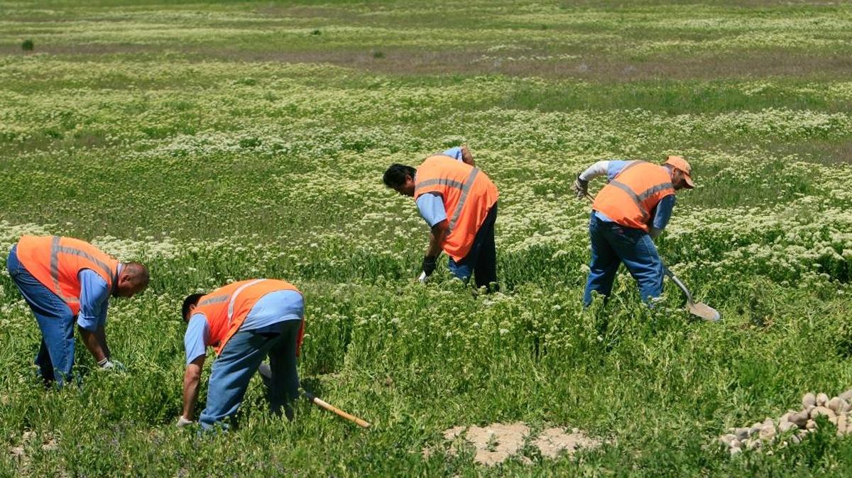 Inmates at the South Idaho Correctional Institution began clearing land for farming in 2010. The annual prison farm program provides meaningful work for inmates and thousands of pounds of fresh produce for Idaho families.