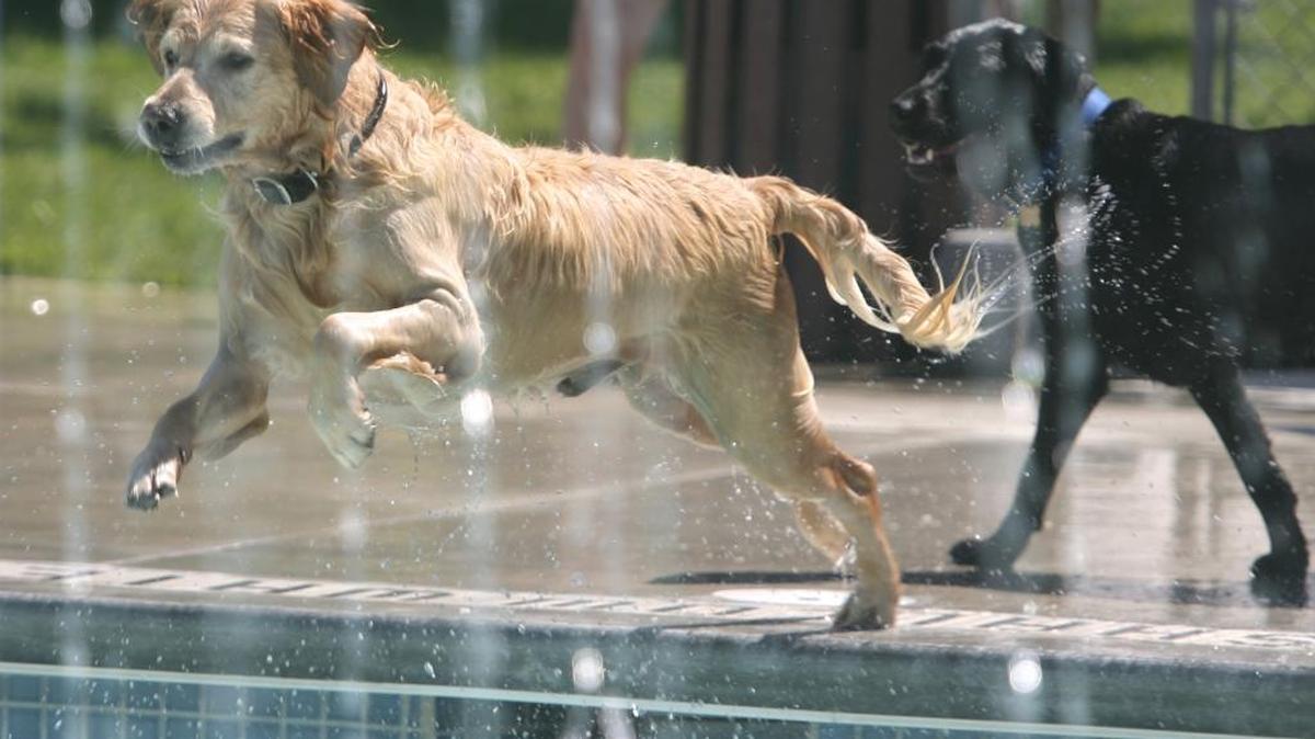 Dogs in pools. Why not? Each year, at the end of swim season, the Nat opens up to pups before the water is drained. It’s all in the interest of raising money for the Idaho Humane Society.