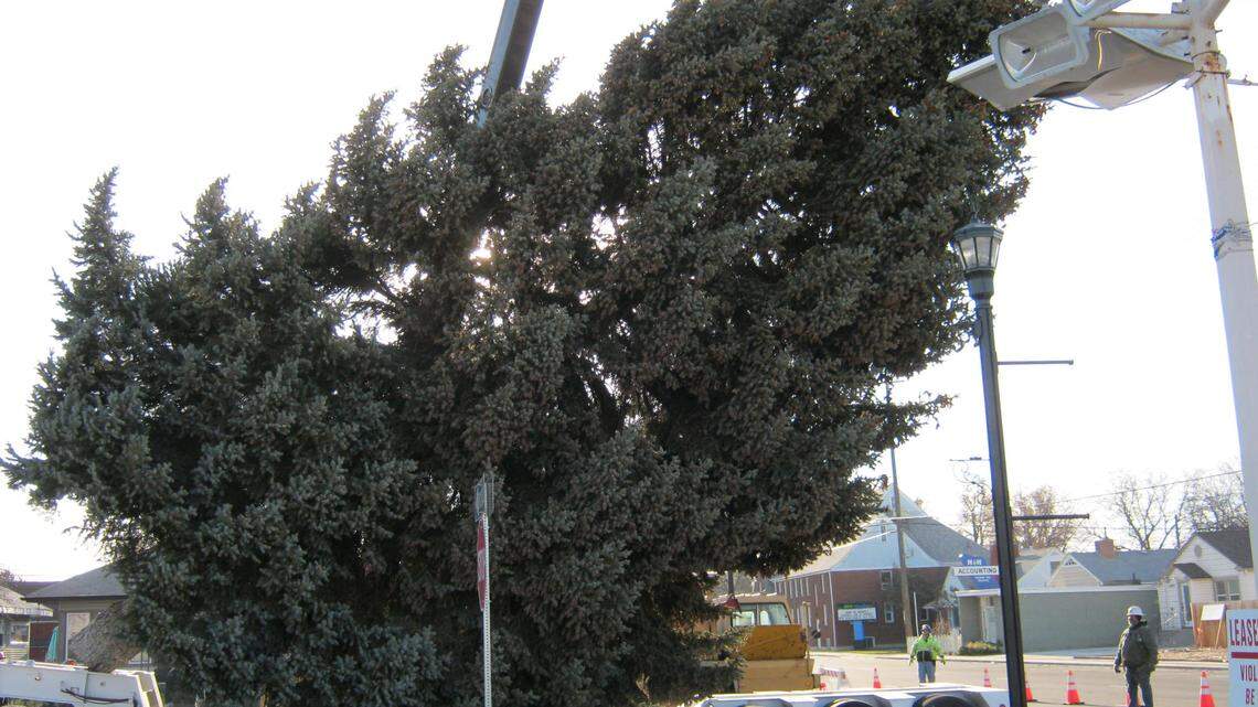 Your tree could be famous! Evergreen donations are being sought for Nampa’s annual Christmas tree lighting ceremony.