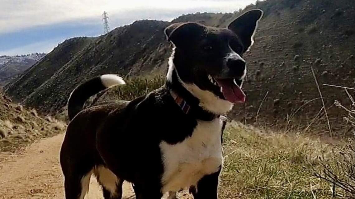 Give a Crap, Boise: Scoop up dog poop to clean Foothills trails, and maybe win a prize