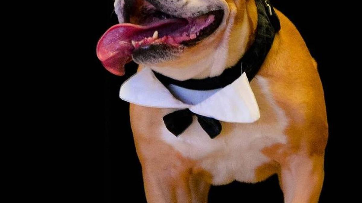 Dexter, fourth-place winner, 2015.