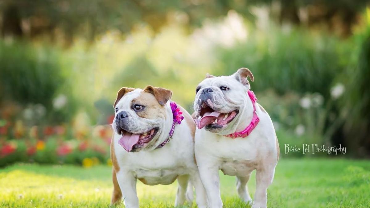 Boise Pet Photography will take free photos of your pets at the SNIP’s Chips and Snaps event on Saturday, May 27.